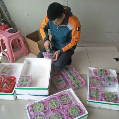 传声 | 快递员爱心助农，小草莓插上电商翅膀